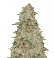 Zkittle SALDI
