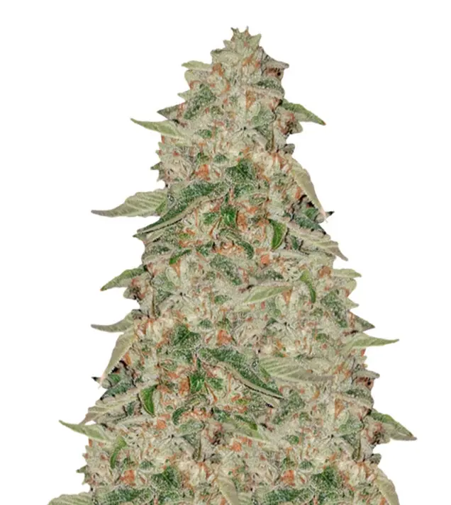 Zkittle SALDI