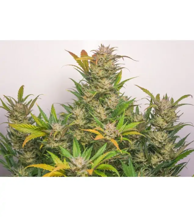 Auto Mokum's Tulip SALDI