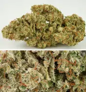 Auto SFV OG SALDI