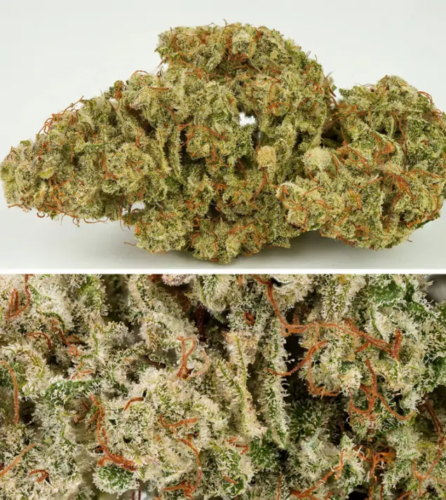 Auto SFV OG SALDI