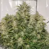 Auto SFV OG SALDI