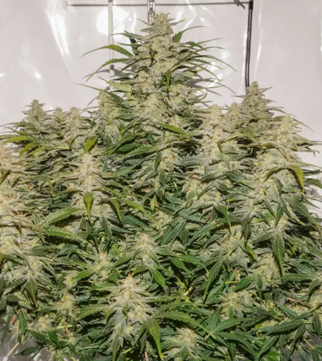 Auto SFV OG SALDI