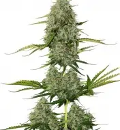 BCN Critical XXL Auto SALDI