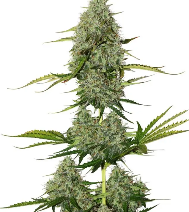 BCN Critical XXL Auto SALDI