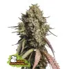 Gorilla Cookies Auto SALDI