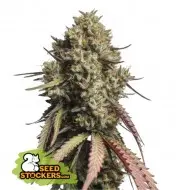 Gorilla Cookies Auto SALDI