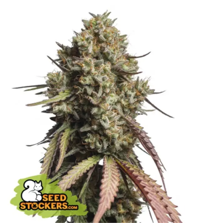 Gorilla Cookies Auto SALDI