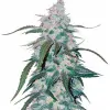 Pineapple SALDI