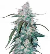 Pineapple SALDI