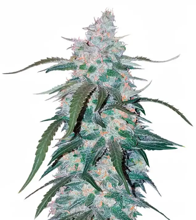 Pineapple SALDI