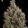 Big Bang Autoflowering SALDI