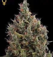 Big Bang Autoflowering SALDI