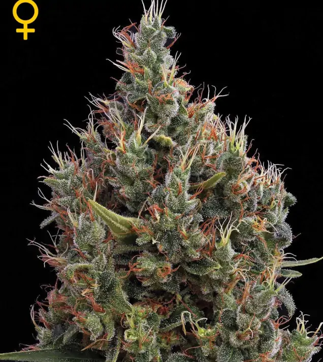 Big Bang Autoflowering SALDI