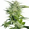 Big Bud SALDI