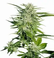 Big Bud SALDI