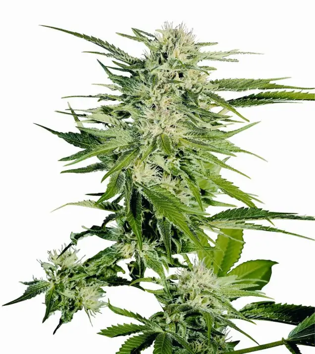 Big Bud SALDI