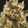 Mr. Gorilla Cream SALDI