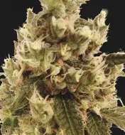 Mr. Gorilla Cream SALDI