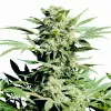 Shiva Skunk SALDI