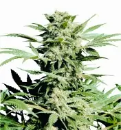 Shiva Skunk SALDI
