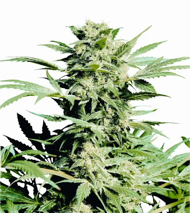 Shiva Skunk SALDI