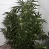 Early Skunk X Haze&nbsp;Regular SALDI