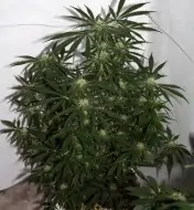 Early Skunk X Haze&nbsp;Regular SALDI