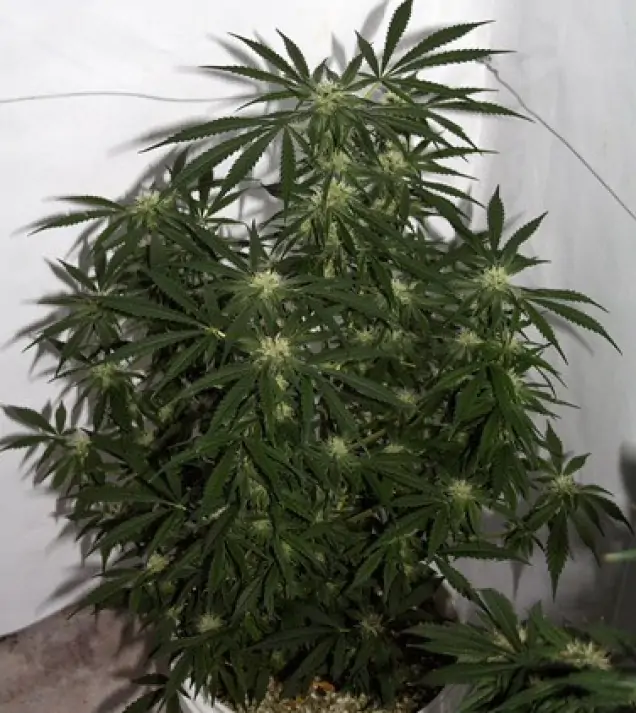 Early Skunk X Haze&nbsp;Regular SALDI
