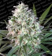 Space Cookies SALDI