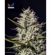 One Love Haze SALDI
