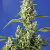 Gorilla Girl XL Auto SALDI