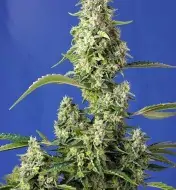 Gorilla Girl XL Auto SALDI