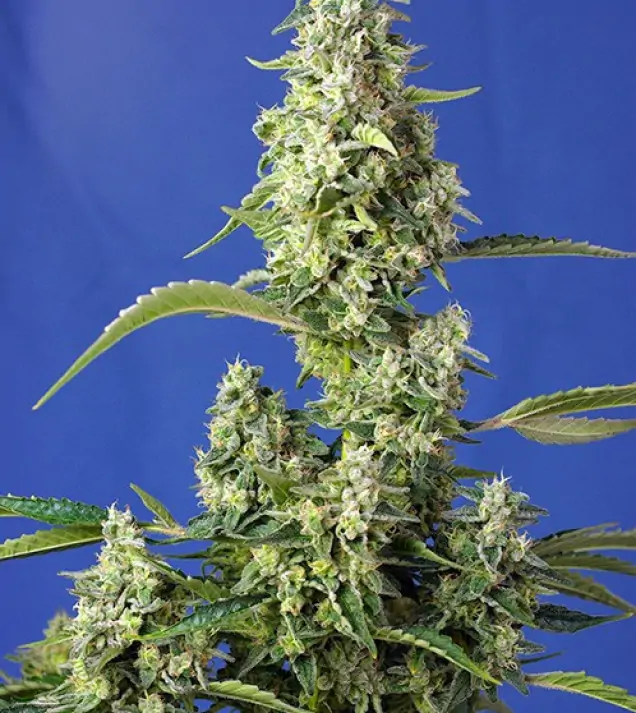 Gorilla Girl XL Auto SALDI