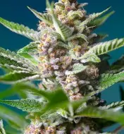 Purple Punch OG SALDI