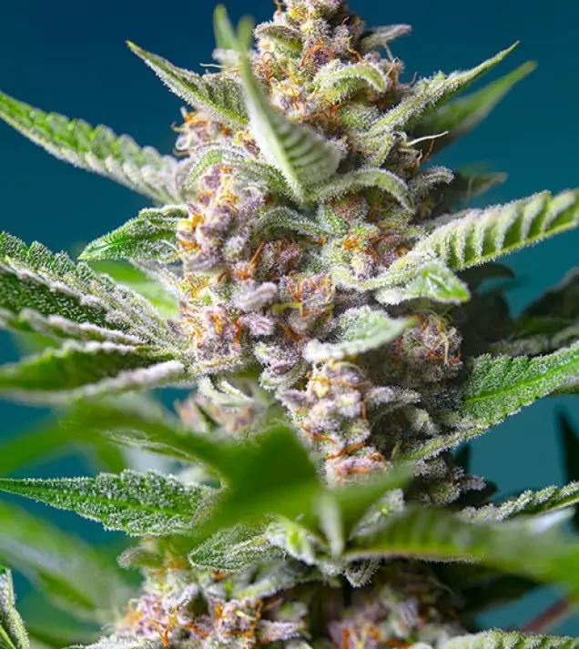 Purple Punch OG SALDI