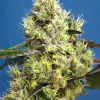 Sweet Gelato Auto SALDI