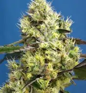 Sweet Gelato Auto SALDI