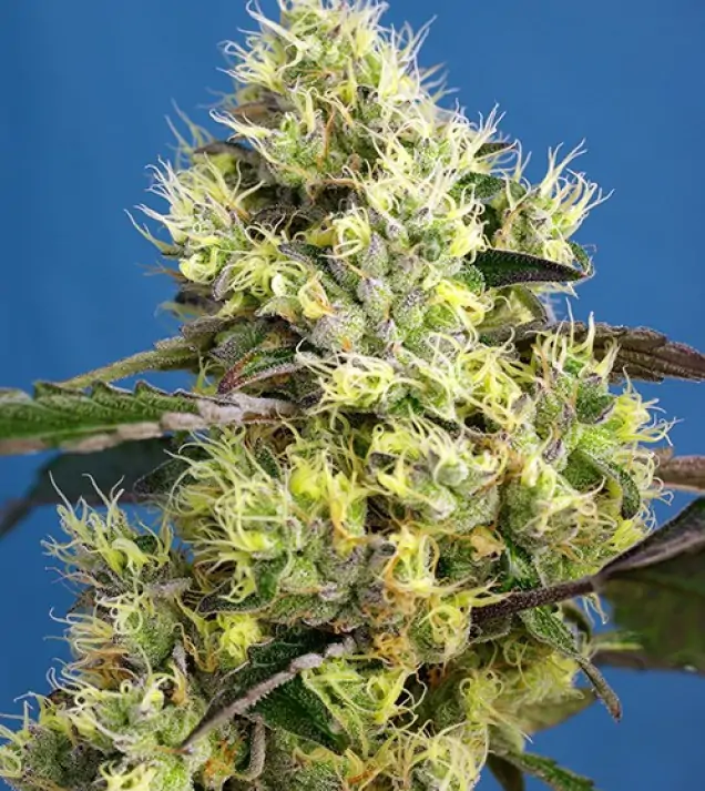 Sweet Gelato Auto SALDI