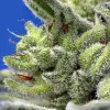 Sweet Gelato Auto SALDI