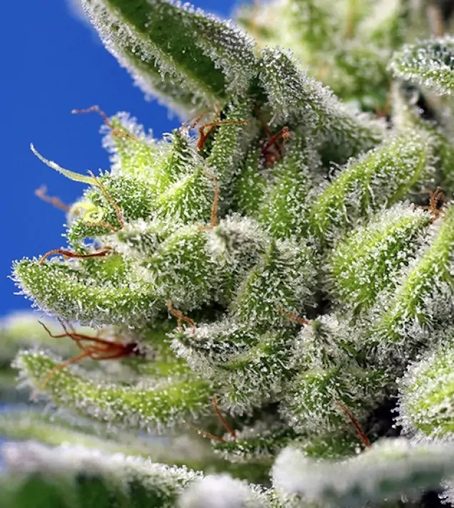 Sweet Gelato Auto SALDI