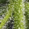 Sweet Gelato Auto SALDI
