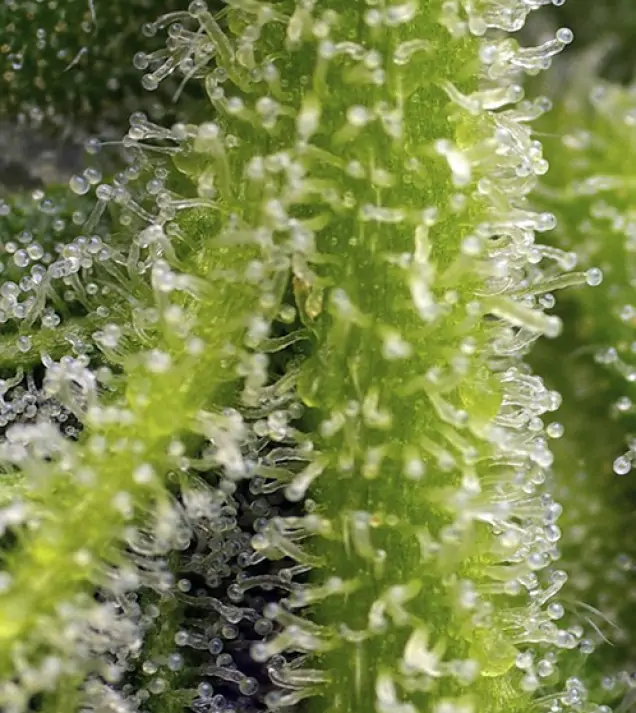 Sweet Gelato Auto SALDI
