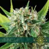 Amnesia SALDI