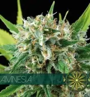 Amnesia SALDI