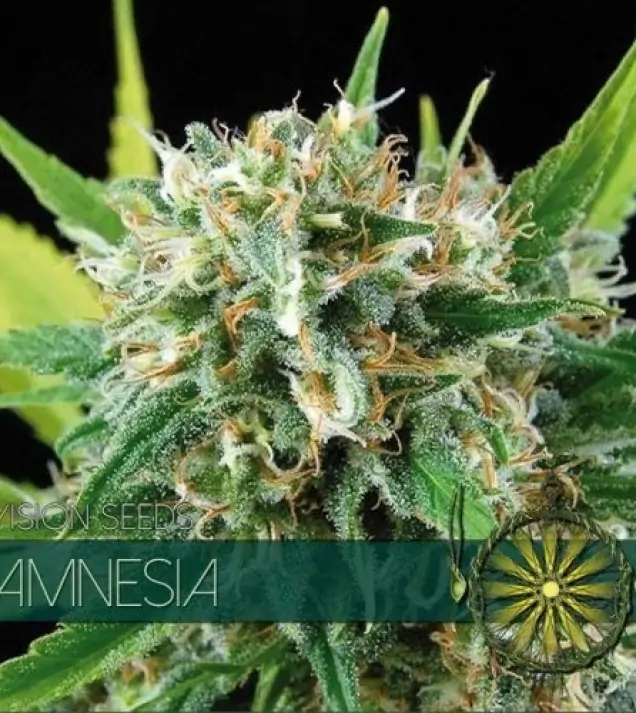 Amnesia SALDI