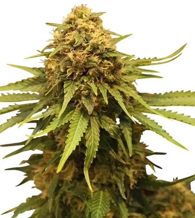 Critical SALDI