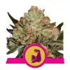 HulkBerry SALDI