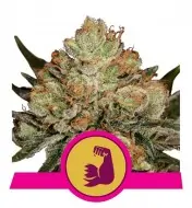 HulkBerry SALDI