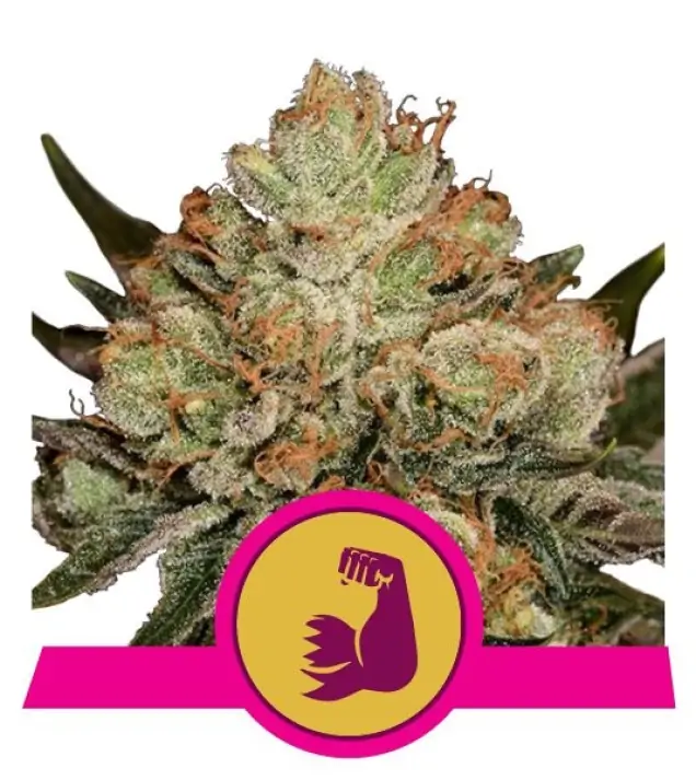 HulkBerry SALDI